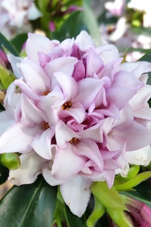 Pink Perfume Princess Winter Daphne - 3 Gallon Pot - Image 6