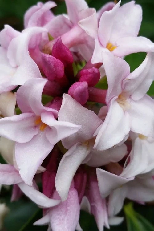 Pink Perfume Princess Winter Daphne - 3 Gallon Pot - Image 5