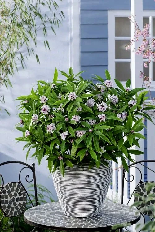 Pink Perfume Princess Winter Daphne - 3 Gallon Pot - Image 9