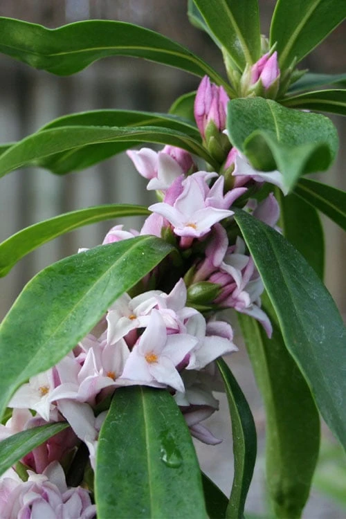 Pink Perfume Princess Winter Daphne - 3 Gallon Pot - Image 11