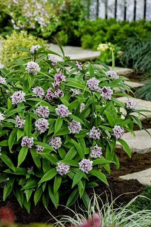 Pink Perfume Princess Winter Daphne - 3 Gallon Pot - Image 8