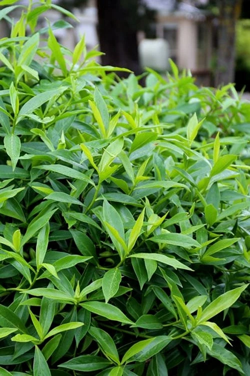 Pink Perfume Princess Winter Daphne - 3 Gallon Pot - Image 10