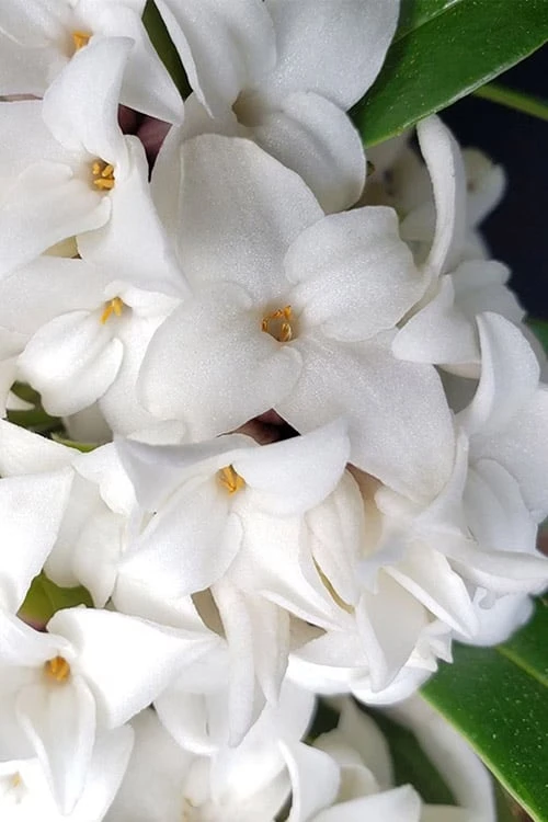 White Perfume Princess Winter Daphne - 3 Gallon Pot - Image 5