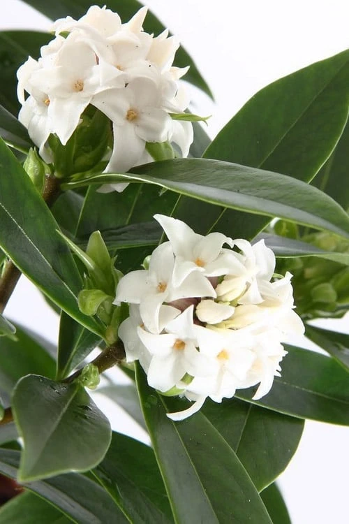 White Perfume Princess Winter Daphne - 3 Gallon Pot - Image 4