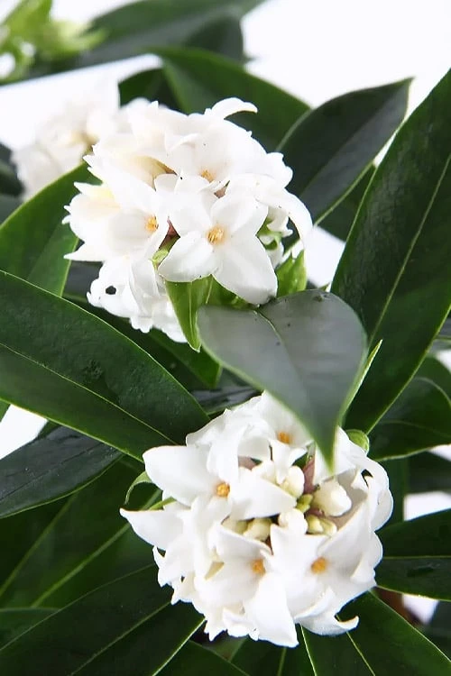 White Perfume Princess Winter Daphne - 3 Gallon Pot - Image 6