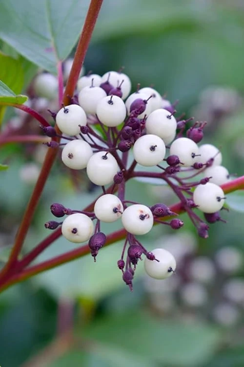 Red Osier Red Twig Dogwood (Cornus Sericea) - 1 Gallon Pot - Image 7