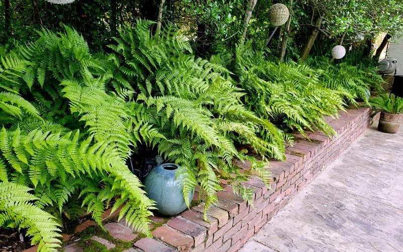 Autumn Brilliance Fern (Dryopteris Erythrosora) - 2.5 Quart Pot - Image 7
