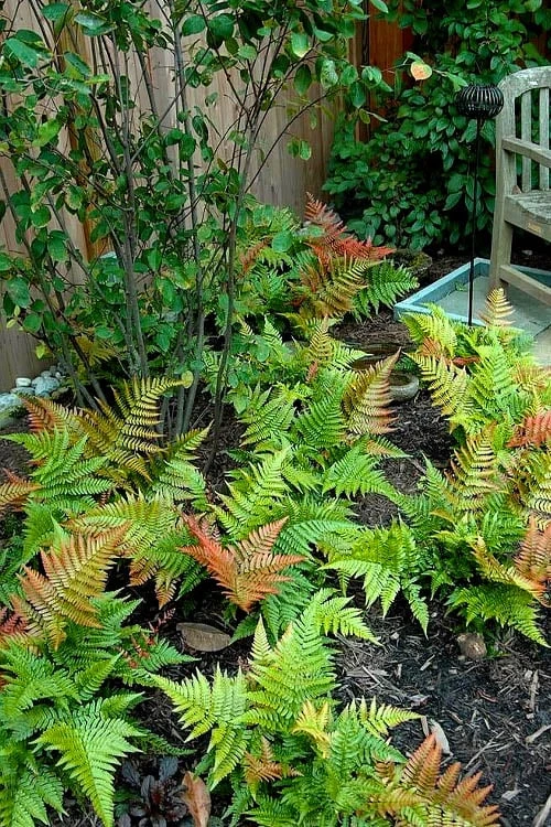 Autumn Brilliance Fern (Dryopteris Erythrosora) - 3 Gallon - Image 8
