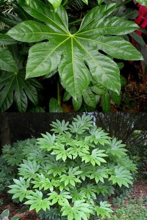 Fatsia Japonica (Japanese Aralia / Glossy Paper Plant) - 7 Gallon Pot - Image 5