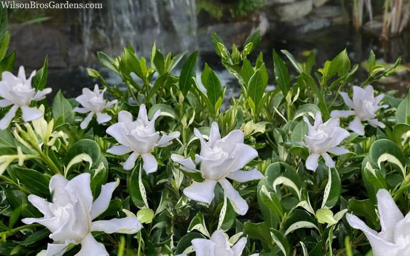 Crescent Moon Dwarf Gardenia - 1 Gallon Pot - Image 5