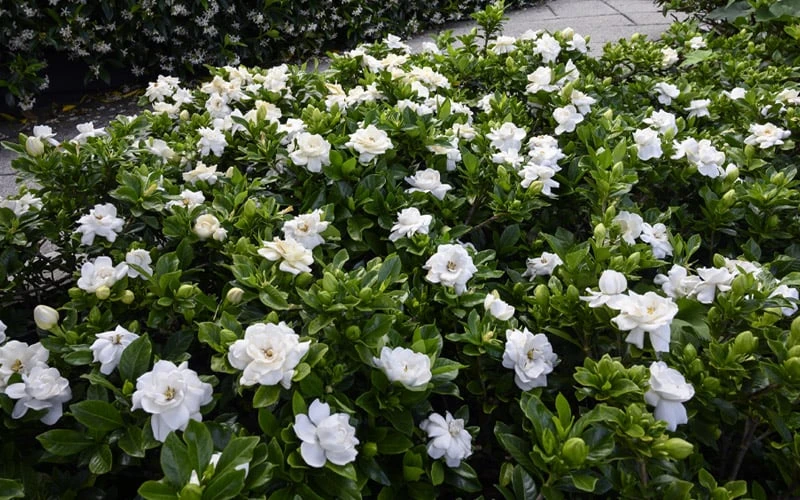 Crown Jewel Gardenia - 1 Gallon Pot - Image 5
