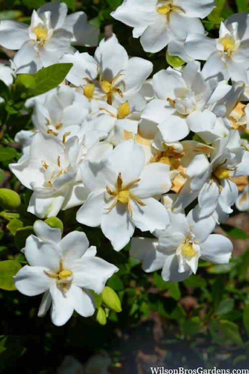 Snow Flurry Hardy Gardenia - 3 Gallon Pot - Image 4
