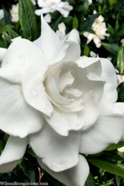 Snow Puff Hardy Gardenia - 1 Gallon Pot