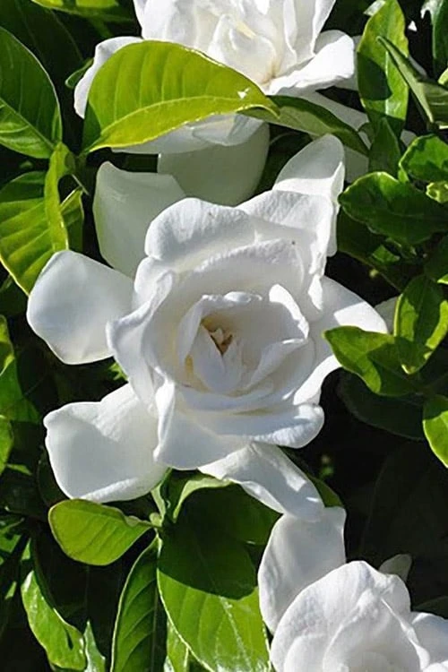 Summer Snow Gardenia - 3 Gallon Pot - Image 5