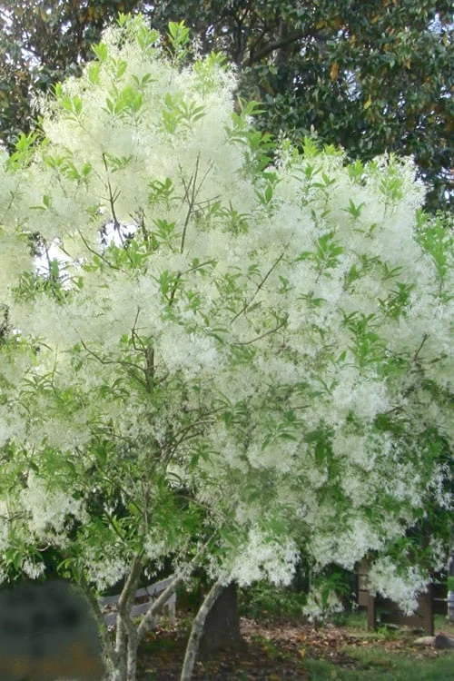 Grancy Graybeard - White Fringe Tree - 3 Gallon Pot - Image 8