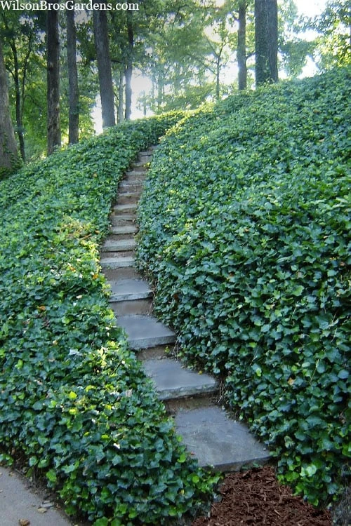 English Ivy (Hedera Helix) - 72 Pack Of 3.5" Pots