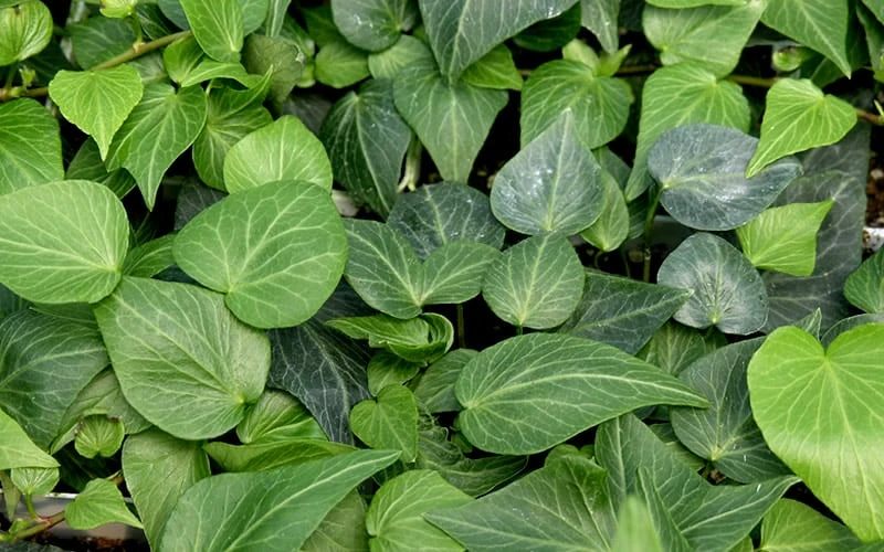 Teardrop Ivy (Hedera Helix) - 5 Pack Of Pint Pots - Image 4