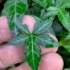 Wilson Ivy (Hedera Helix) - 5 Pack Of Quart Pots