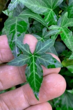 Wilson Ivy (Hedera Helix) - 5 Pack Of Quart Pots