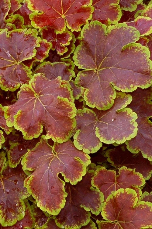 Solar Eclipse Heucherella (Foamy Bells) - 1 Gallon Pot - Image 4