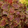 Solar Eclipse Heucherella (Foamy Bells) - 1 Gallon Pot