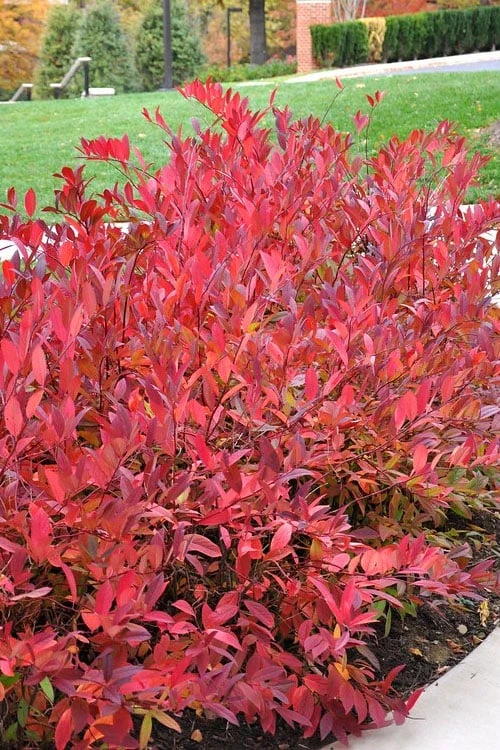 Virginia Sweetspire (Itea Virginica) - 2 Gallon Pot - Image 6