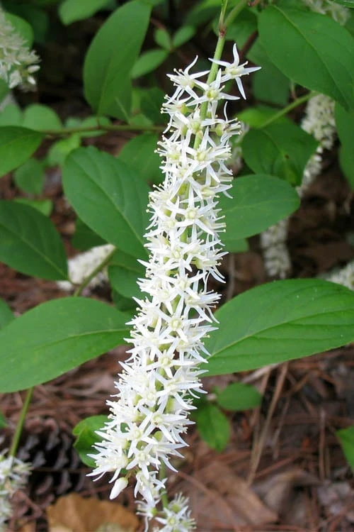Virginia Sweetspire (Itea Virginica) - 2 Gallon Pot - Image 7