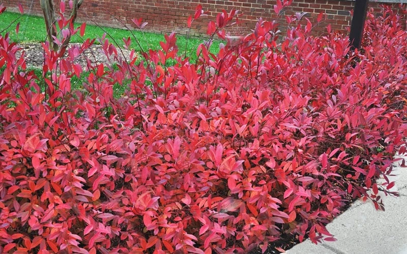 Virginia Sweetspire (Itea Virginica) - 2 Gallon Pot - Image 4