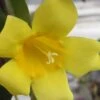 Carolina Yellow Jasmine (Jessamine) Gelsemium Sempervirens - 1 Gallon Pot