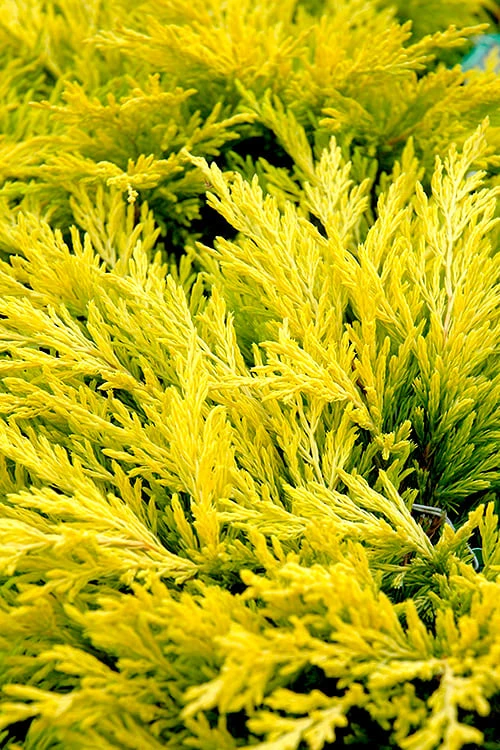 Limeglow Golden Andorra Compact Juniper - 3 Gallon Pot