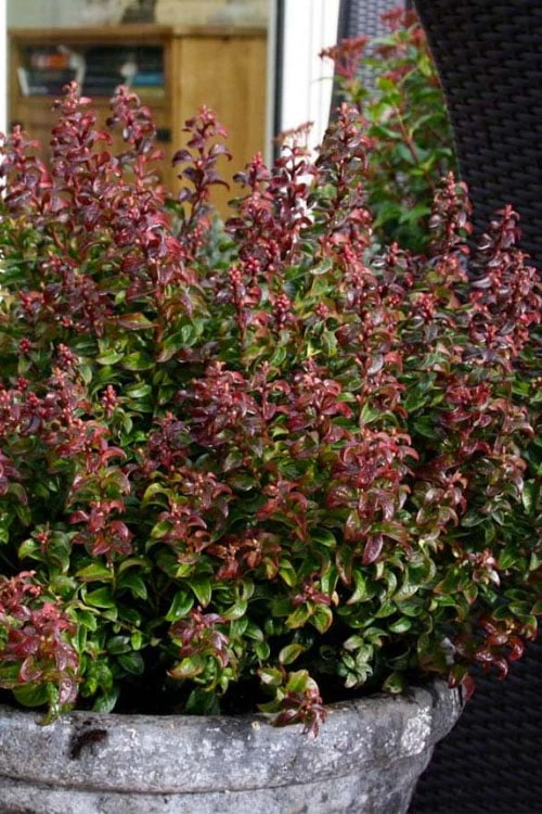 Twisting Red Leucothoe (Fetterbush) - 1 Gallon Pot - Image 5
