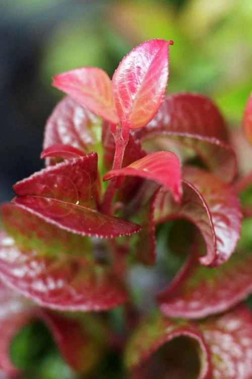 Twisting Red Leucothoe (Fetterbush) - 1 Gallon Pot - Image 7