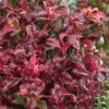 Twisting Red Leucothoe (Fetterbush) - 1 Gallon Pot