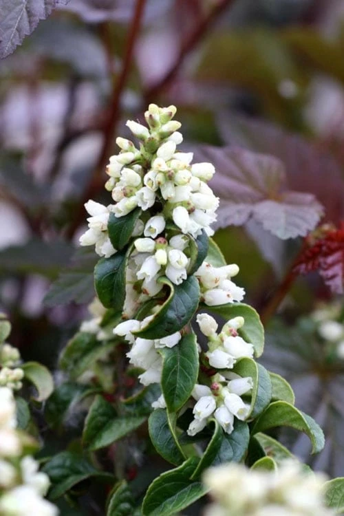 Twisting Red Leucothoe (Fetterbush) - 1 Gallon Pot - Image 6