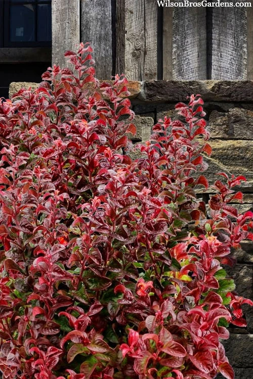 Twisting Red Leucothoe (Fetterbush) - 1 Gallon Pot - Image 4