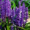 Royal Purple Liriope - Lilyturf - 18 Count Flats Of Pint Pots