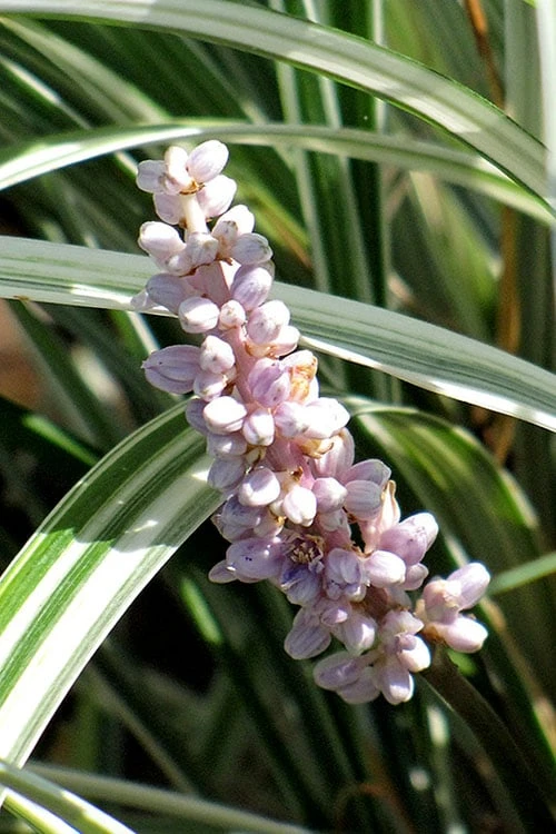 Silver Dragon Liriope - Lilyturf - 18 Count Flats Of Pint Pots - Image 5