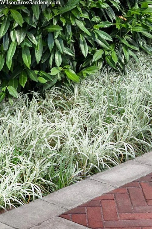 Silver Dragon Liriope - Lilyturf - 18 Count Flats Of Pint Pots - Image 4