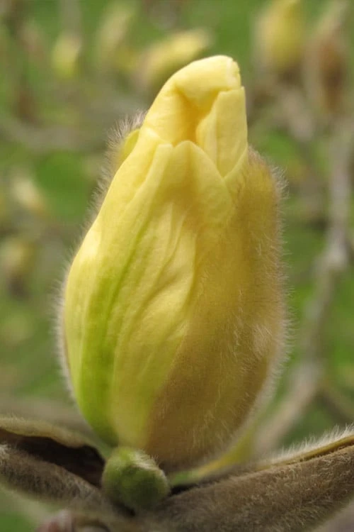 Elizabeth Magnolia (Tulip Tree) - 5 Gallon Pot - Image 5