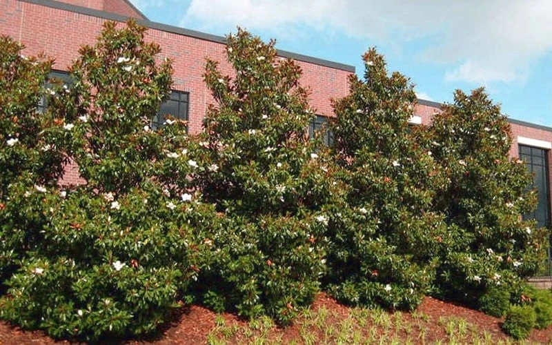 Kay Parris Southern Magnolia - 7 Gallon Pot (4-5') - Image 6