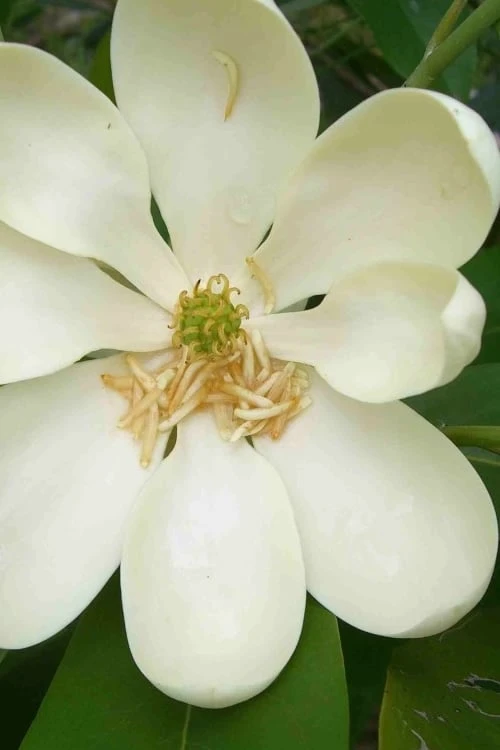 Moonglow Sweetbay Magnolia Tree (Magnolia Virginiana 'Jim Wilson') - 1 Gallon Pot - Image 6