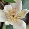 Serendipity Banana Shrub (Magnolia Figo) - 3 Gallon Pot