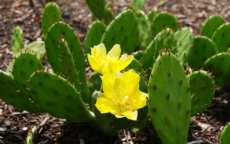 Eastern Prickly Pear Cactus (Opuntia Humifusa) - 3 Gallon Pot - Image 11