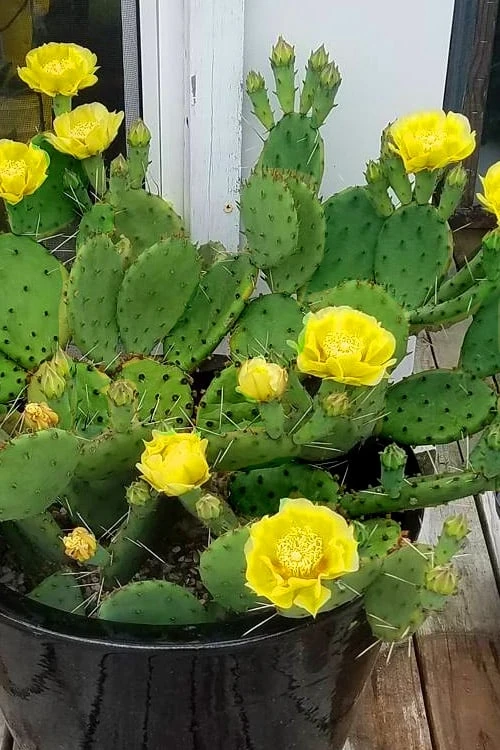 Eastern Prickly Pear Cactus (Opuntia Humifusa) - 3 Gallon Pot - Image 6