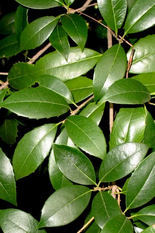 Fruitland's Fortune Tea Olive (Fragrant Osmanthus) - 6-Pack Of 1 Gallon Pots - Image 5