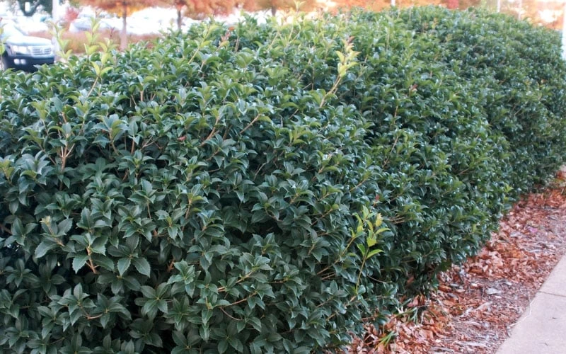 Fruitland's Fortune Tea Olive (Fragrant Osmanthus) - 6-Pack Of 1 Gallon Pots - Image 6