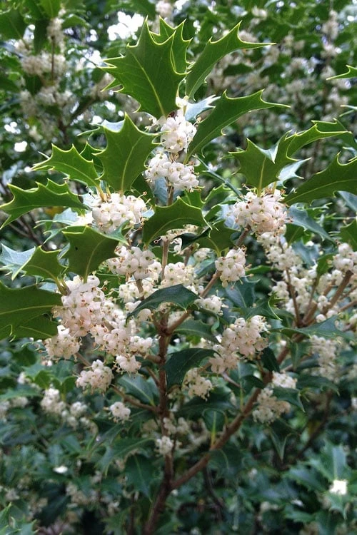 Gulftide Hardy Tea Olive (Osmanthus) - 7 Gallon Pot (5-6') - Image 6