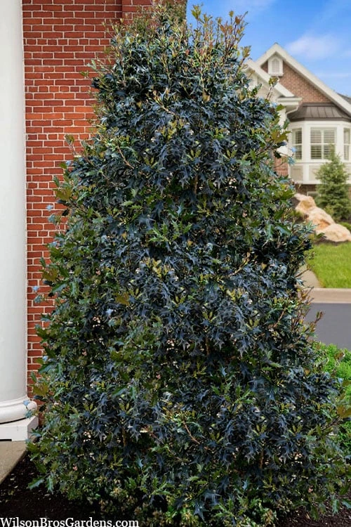 Gulftide Hardy Tea Olive (Osmanthus) - 7 Gallon Pot (5-6') - Image 4
