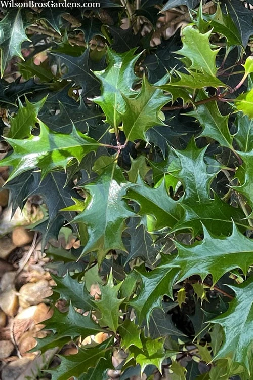 Gulftide Hardy Tea Olive (Osmanthus) - 7 Gallon Pot (5-6') - Image 5