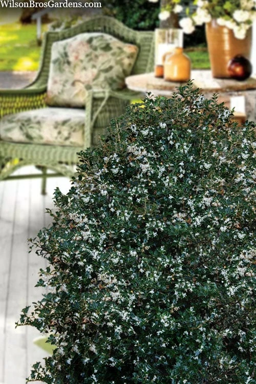 Party Princess 'Kaori Hime' Tea Olive - 3 Gallon Pot - Image 6